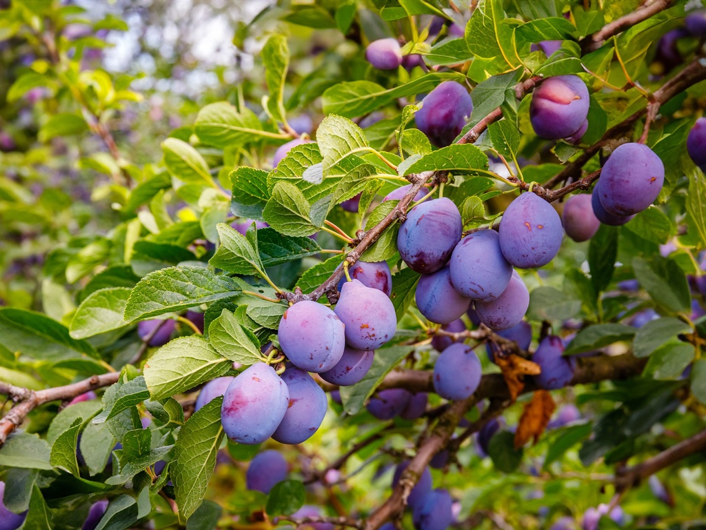 Prunus domestica 'Rivers Early Prolific' - Pruim