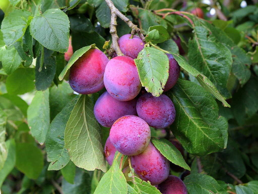 Prunus domestica 'Jubileum' - Prune
