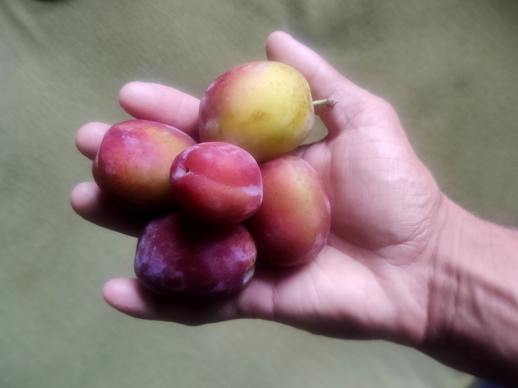 Prunus domestica 'Queen Victoria' - Plum