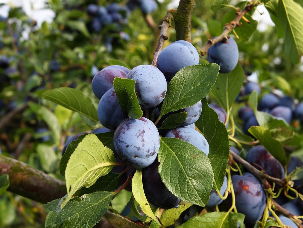 Prunus domestica 'Bleue de Belgique' - Pruim