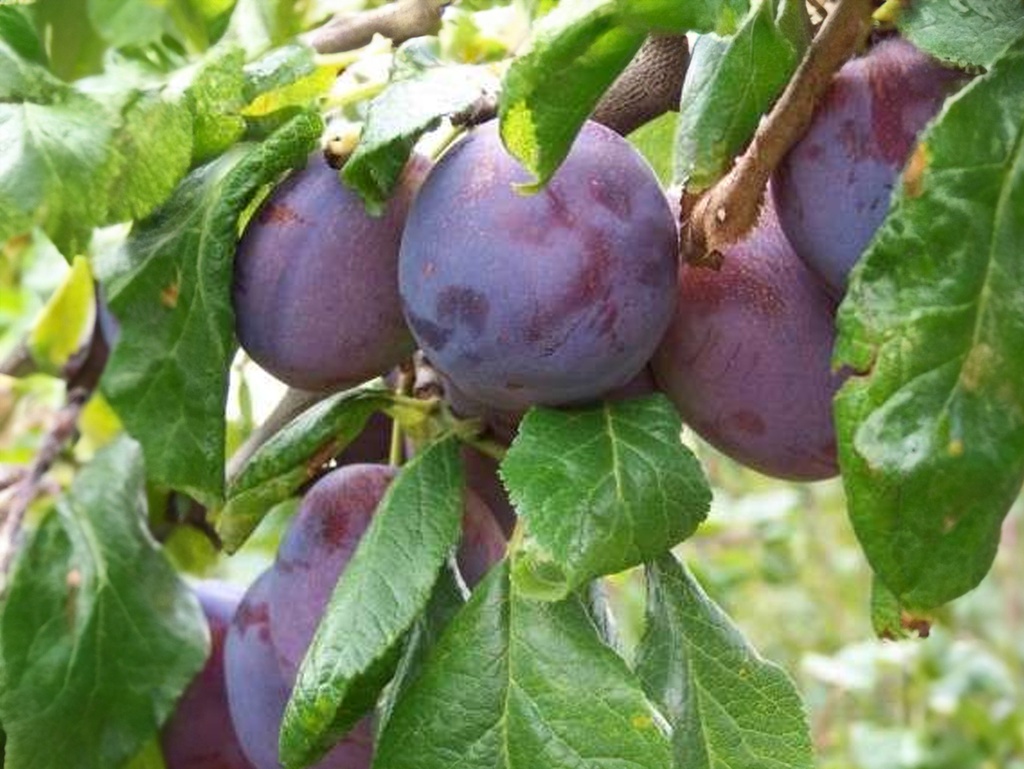 Prunus domestica 'Anna Späth' - Pruim
