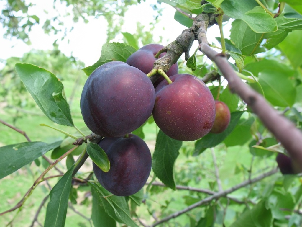 Prunus domestica 'Monsieur Hâtif' - Plum