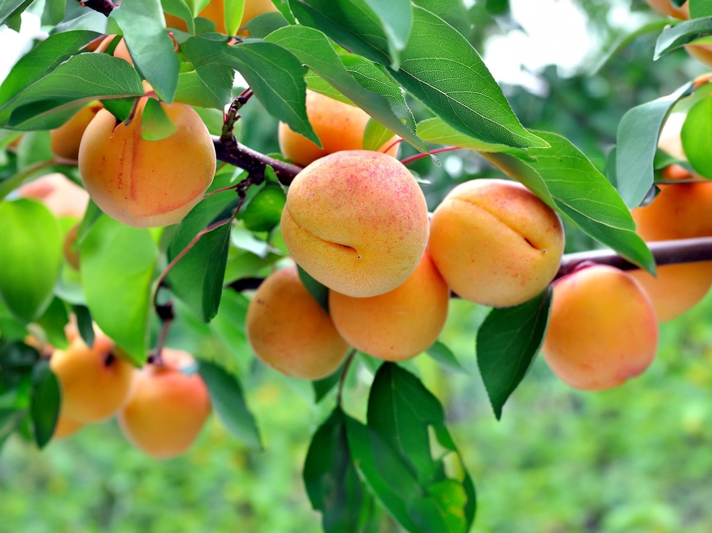 Prunus armeniaca 'Royal' - Abrikoos