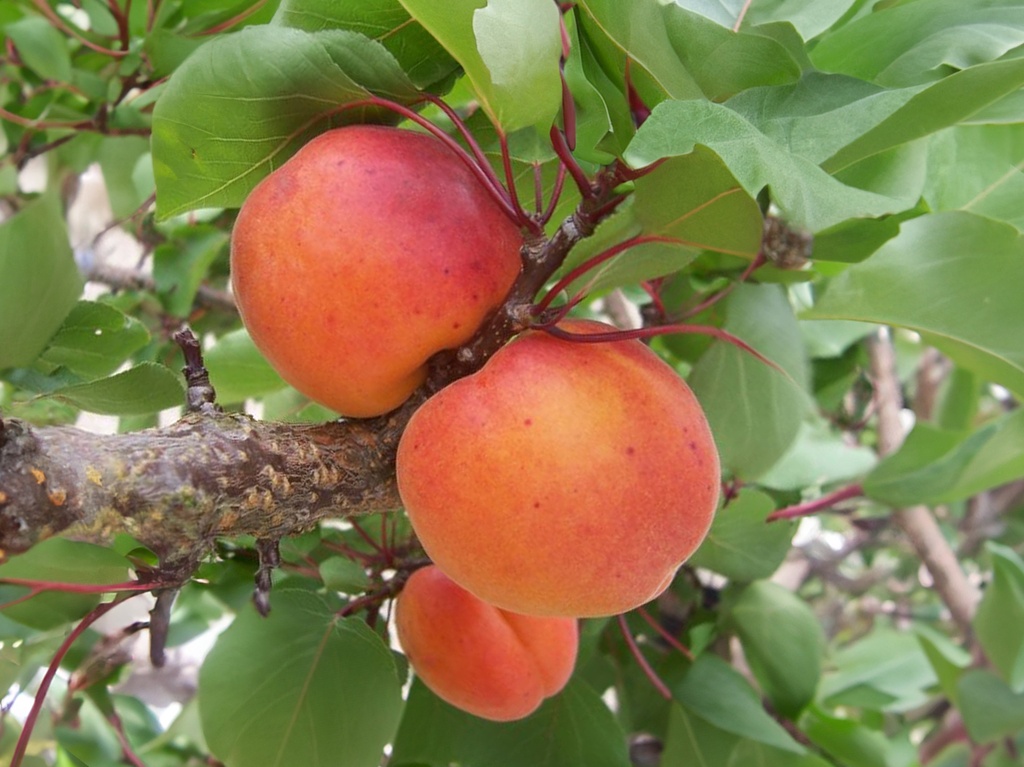 Prunus armeniaca 'Harogem' - Abrikoos