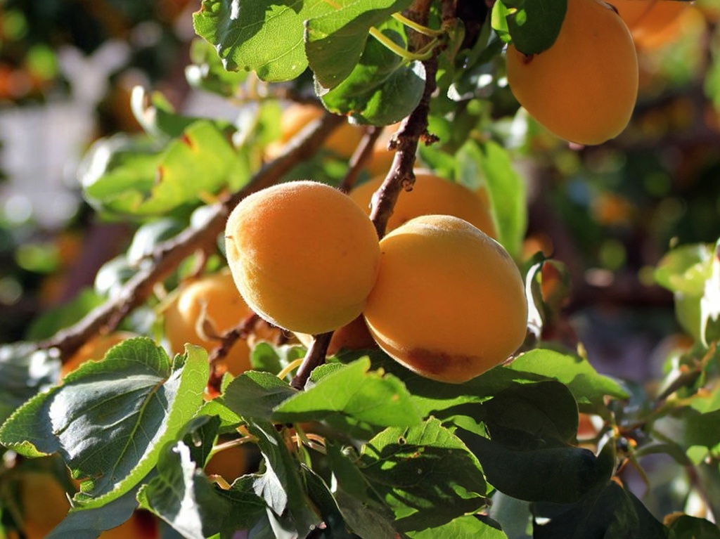 Prunus armeniaca 'Bredase' - Abrikoos