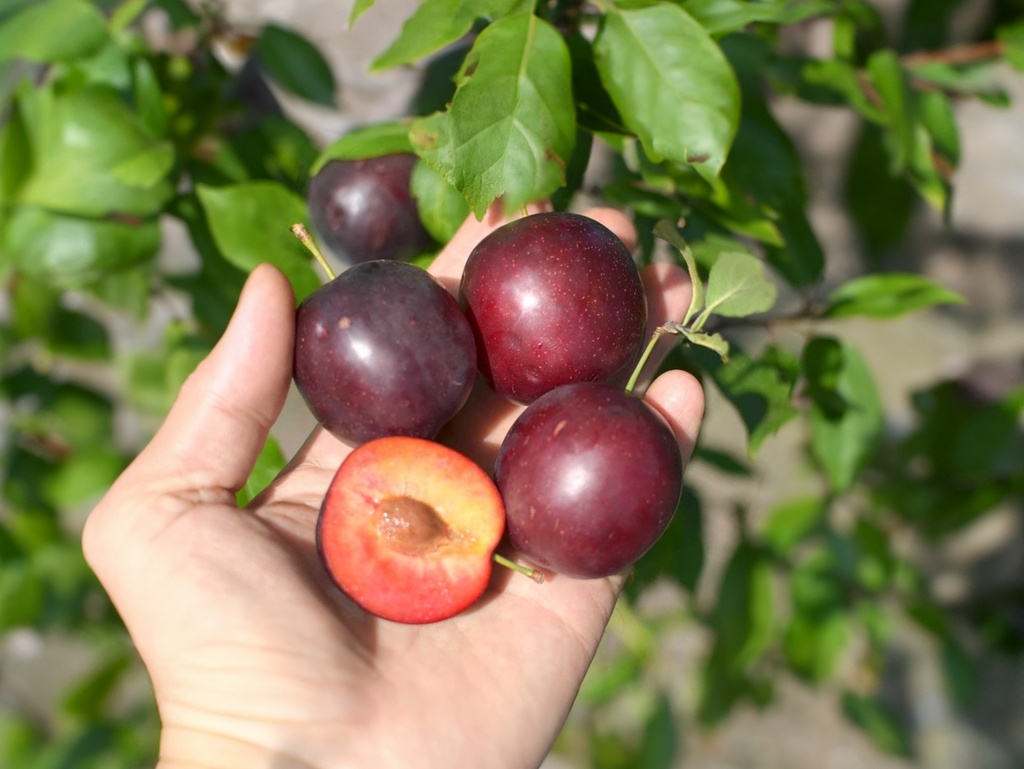 Prunus salicina x armeniaca 'Globus' - Pflaume/Pluot