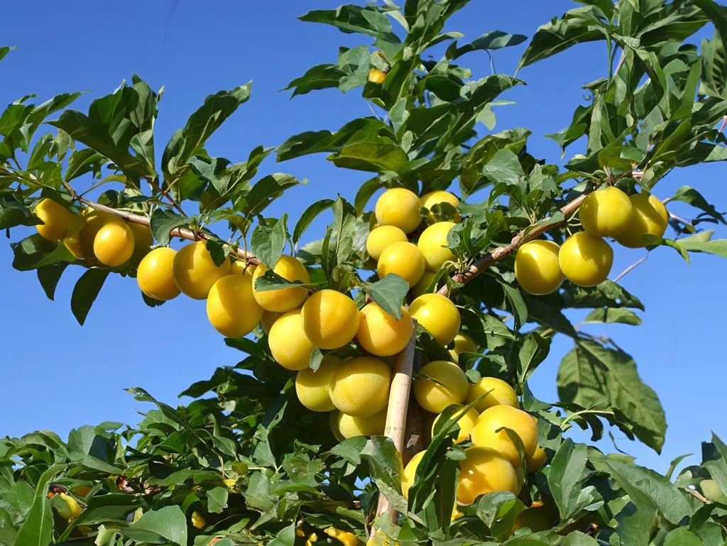 Prunus cerasifera x salicina  'Gek' - Pruim