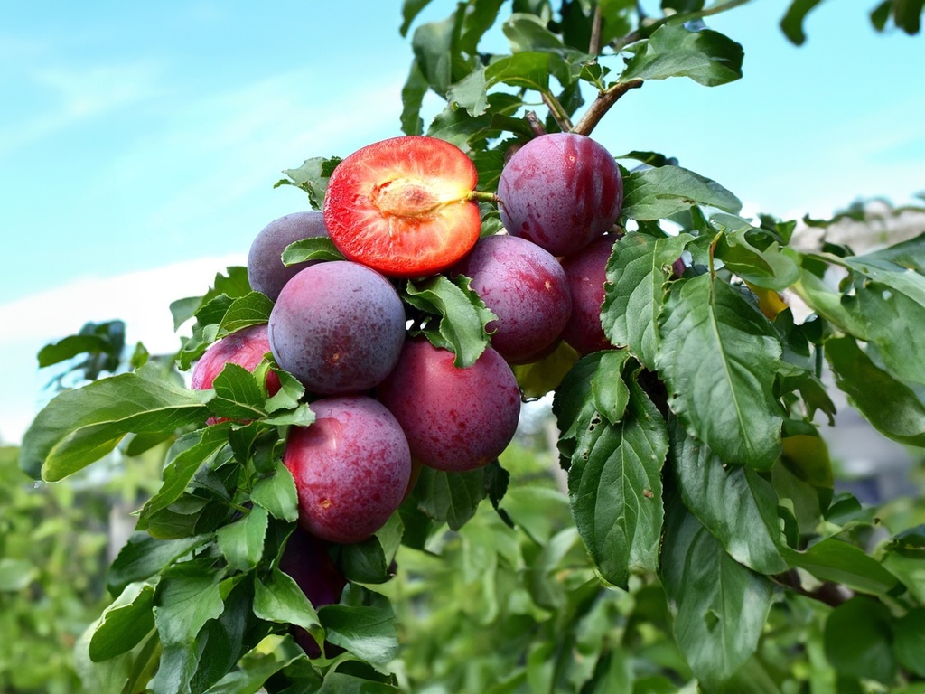 Prunus cerasifera x salicina  'Kometa' - Pruim