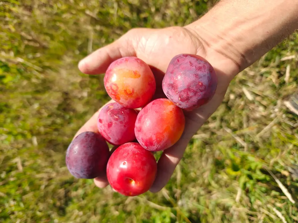 Prunus cerasifera x salicina  'Kometa' - Prune