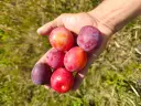 Prunus cerasifera x salicina  'Kometa' - Prune