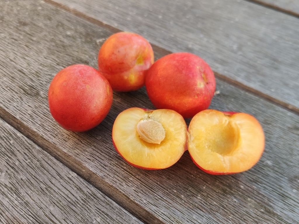 Prunus cerasifera x salicina  'Skoroplodnaja' - Pruim