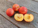 Prunus cerasifera x salicina  'Skoroplodnaja' - Pruim