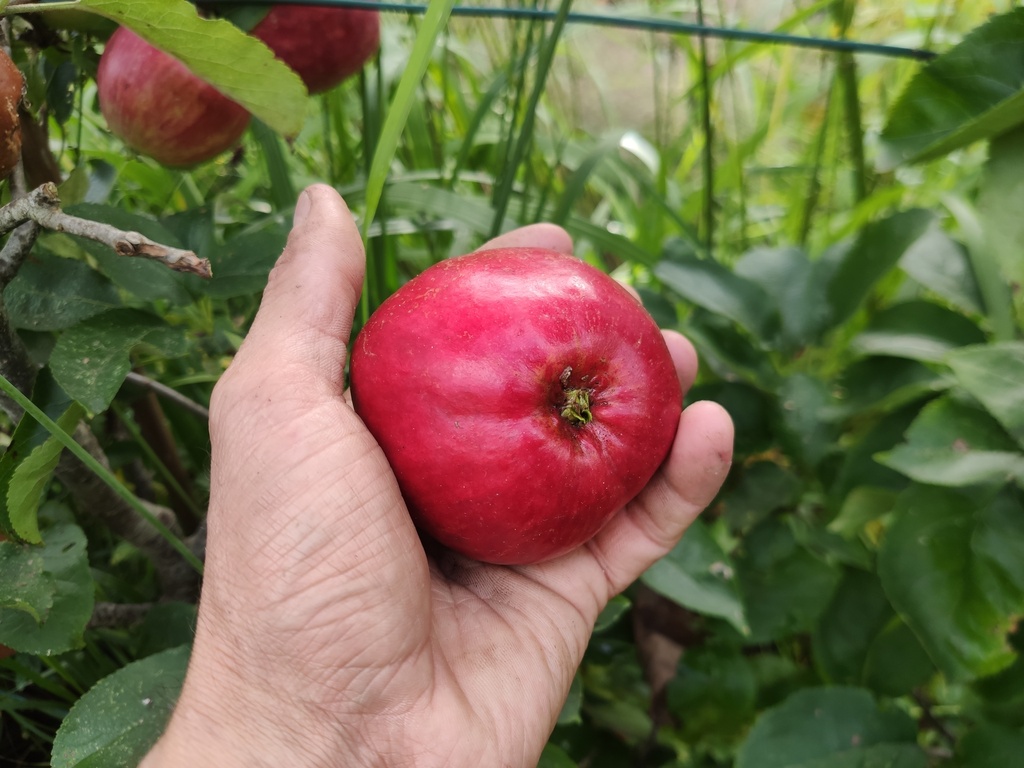 Malus domestica 'Stropneuzen' - Apfel
