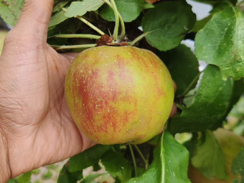 Malus domestica 'Rode Boskoop Schmitz-Hübsch' - Apple