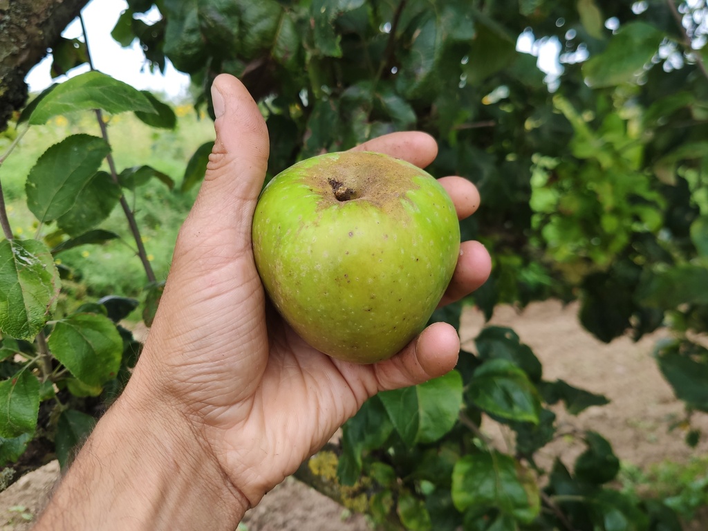 Malus domestica 'President van Dievoet' - Appel