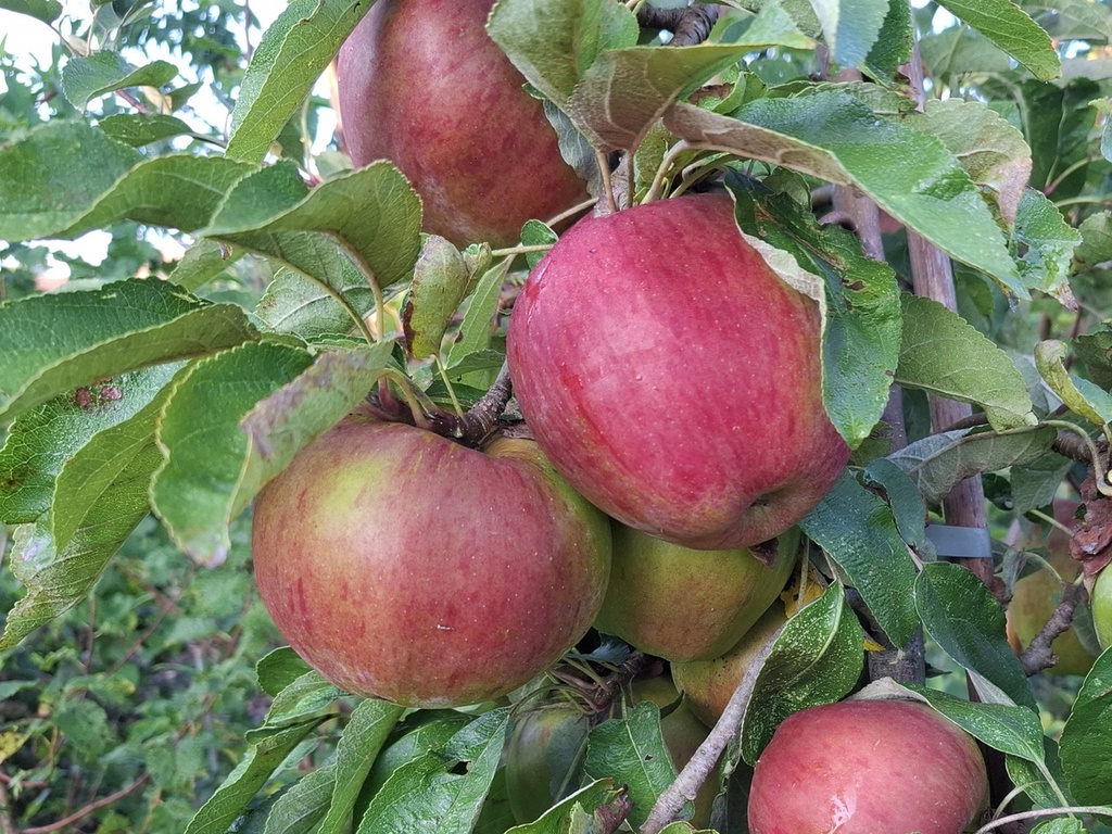 Malus domestica 'Superman' - Appel