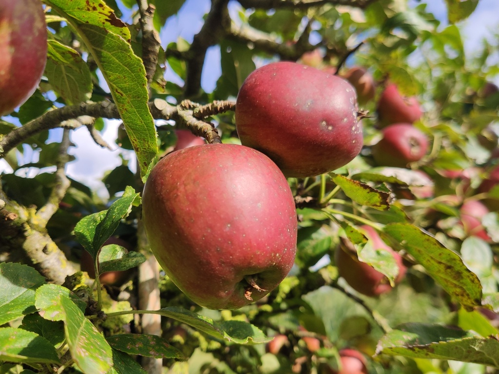 Malus domestica 'Colapuis' - Apfel