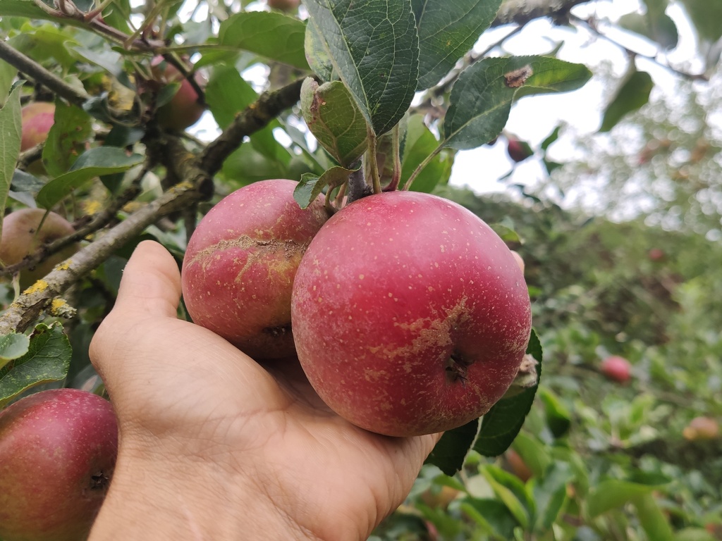 Malus domestica 'Jan Steen' - Apple