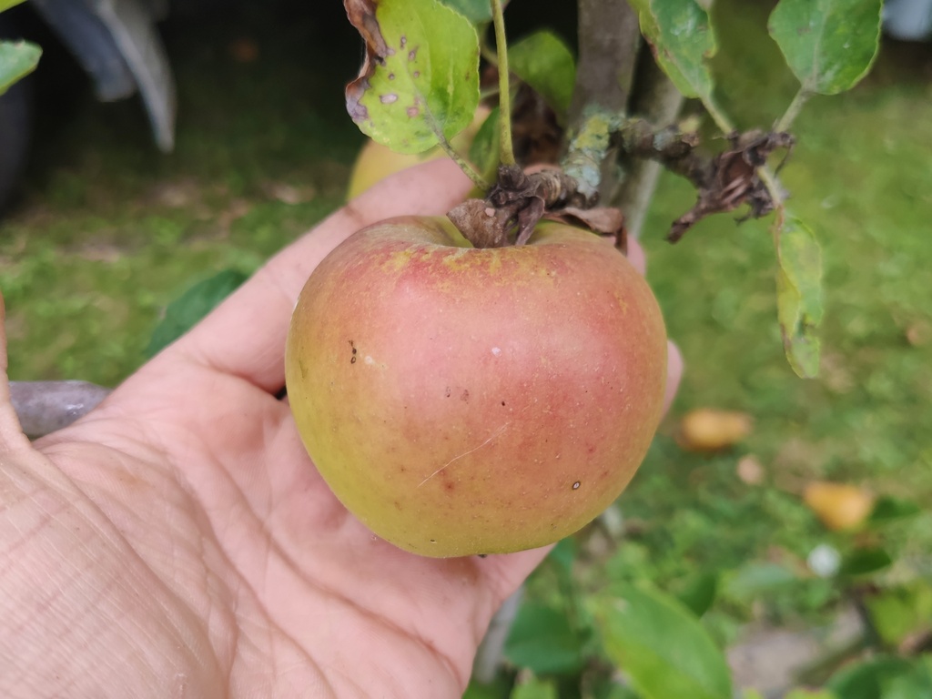 Malus domestica 'Lombarts Calville' - Apfel