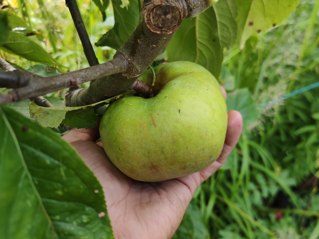Malus domestica 'Essching' - Apple