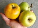 Malus domestica 'Essching' - Apple