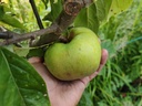 Malus domestica 'Essching' - Apple