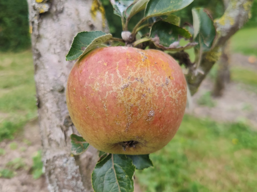 Malus domestica 'Bellefleur Large-Mouche' - Pomme