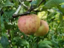 Malus domestica 'James Grieve' - Apfel