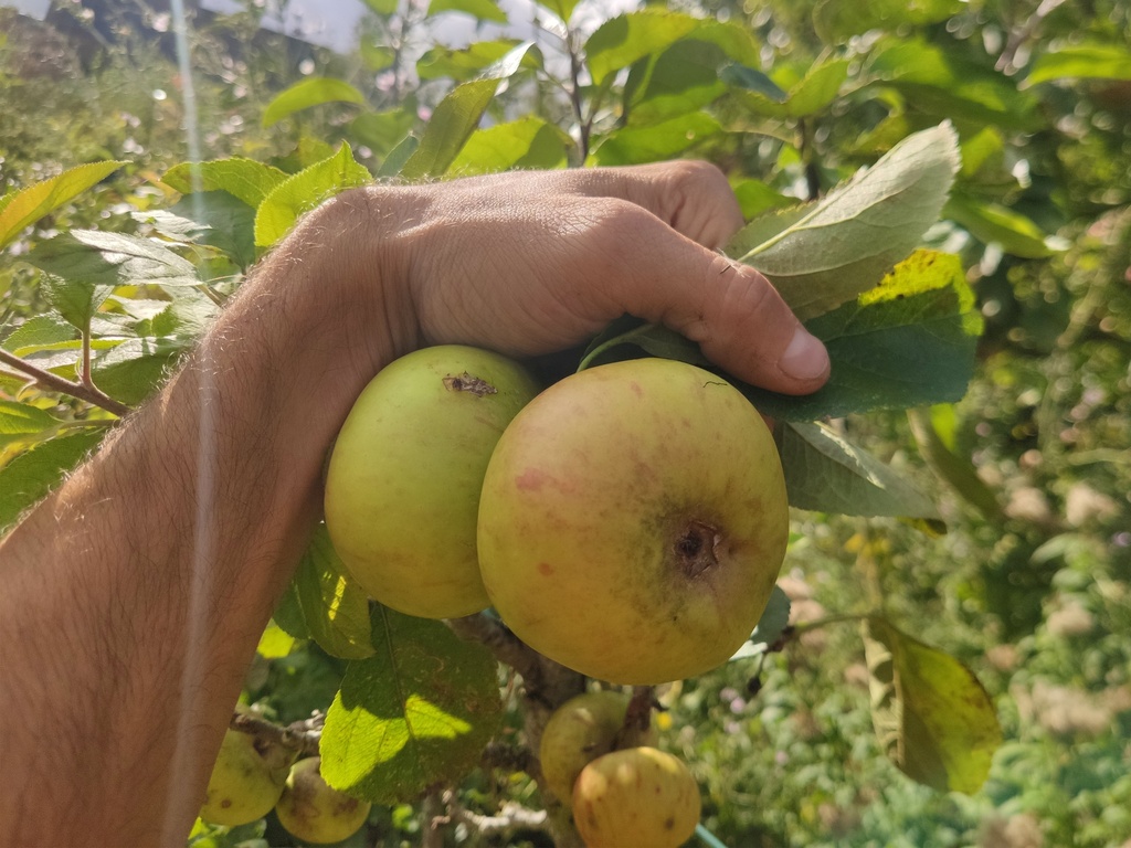 Malus domestica 'Jacques Lebel' - Apfel