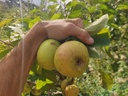 Malus domestica 'Jacques Lebel' - Pomme