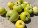 Malus domestica 'Transparante Blanche' - Appel