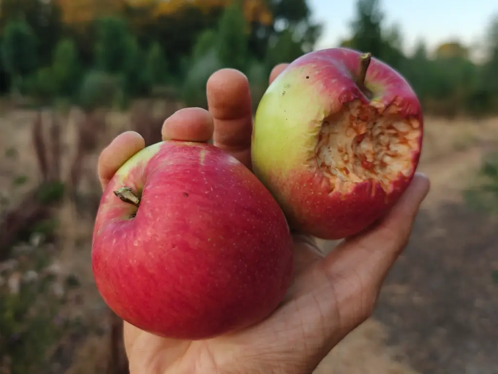 Malus domestica 'Summerred' - Appel