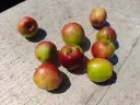 Malus domestica 'Summerred' - Pomme