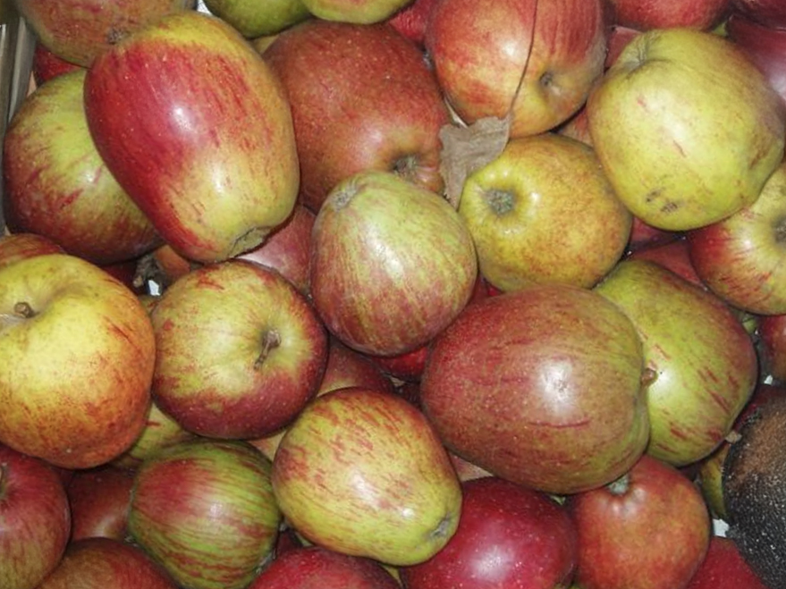 Malus domestica 'Keuleman' - Apfel