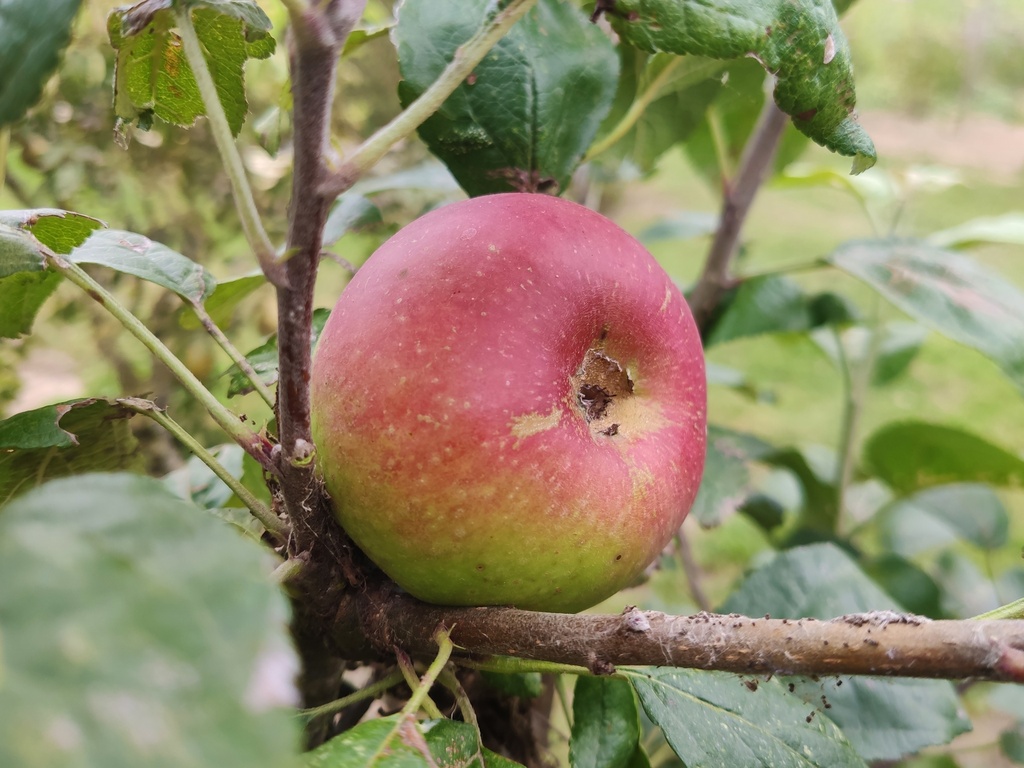 Malus domestica 'Reinette Baumann' - Appel