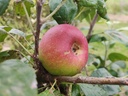 Malus domestica 'Reinette Baumann' - Apfel