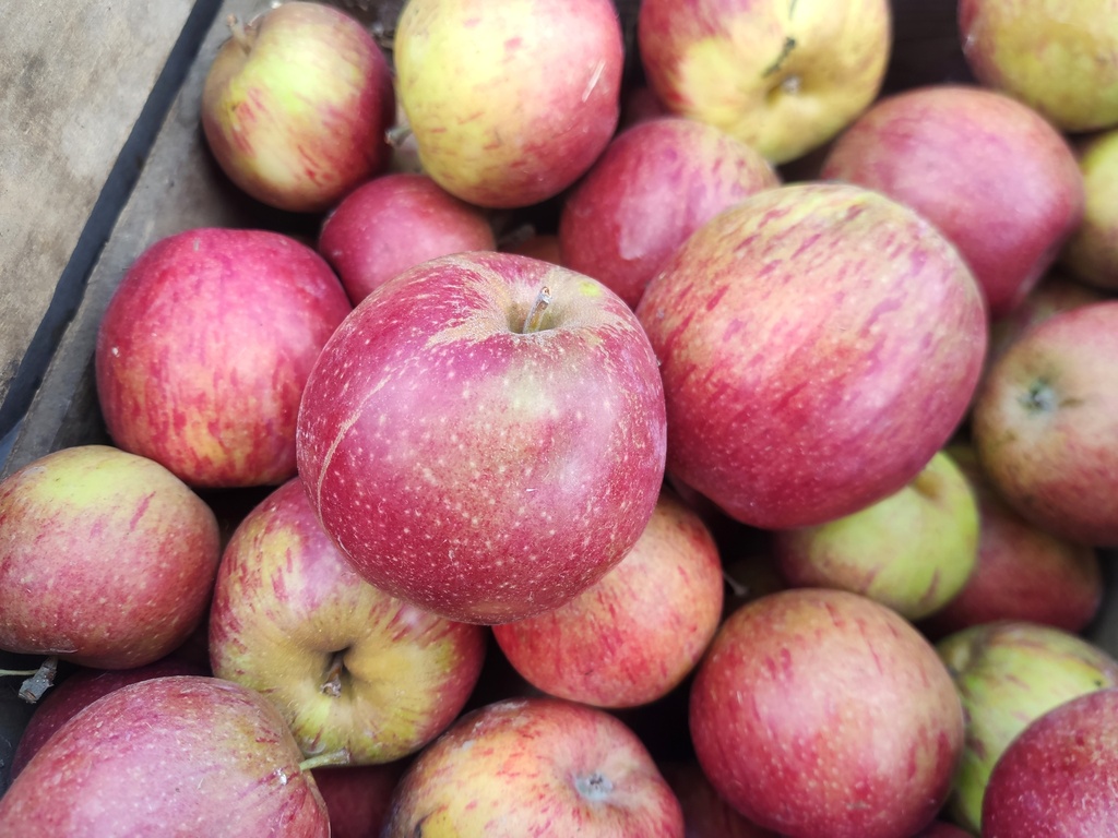 Malus domestica 'Eysdener Klumpke' - Appel