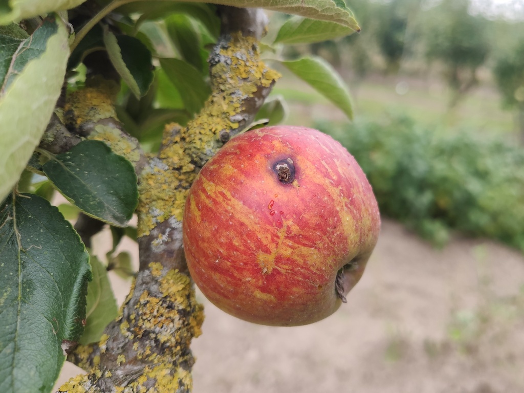 Malus domestica 'Brabantse Bellefleur' - Apfel