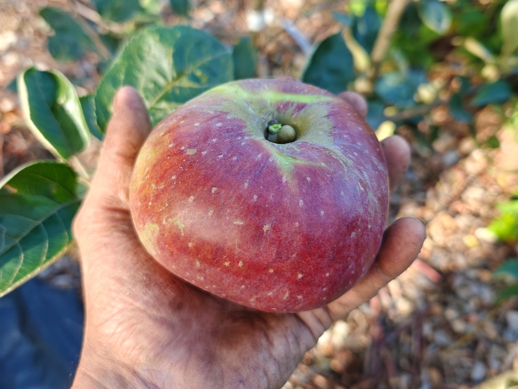 Malus domestica 'Franse Bellefleur' - Pomme
