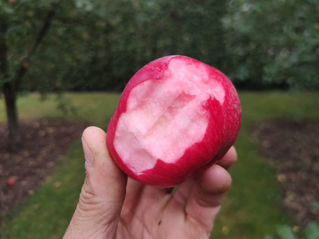 Malus domestica 'Kalvijntje' - Appel