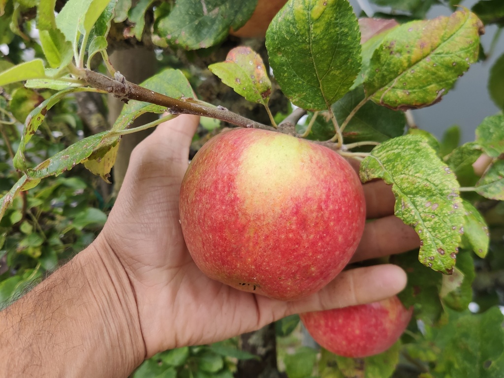 Malus domestica 'Alkmene' - Apfel