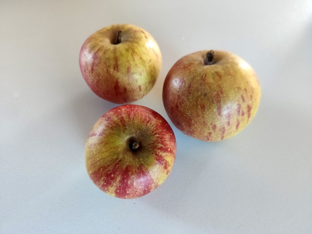 Malus domestica 'Cox's Orange Pippin' - Apfel