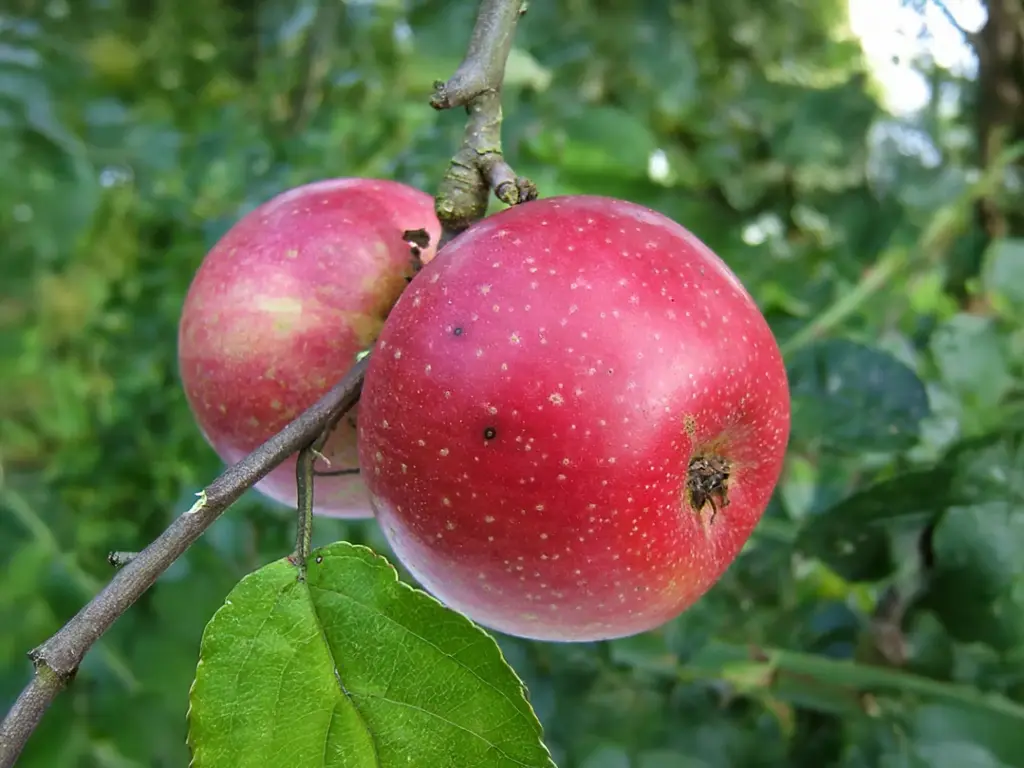 Malus domestica 'Sterappel' - Apfel