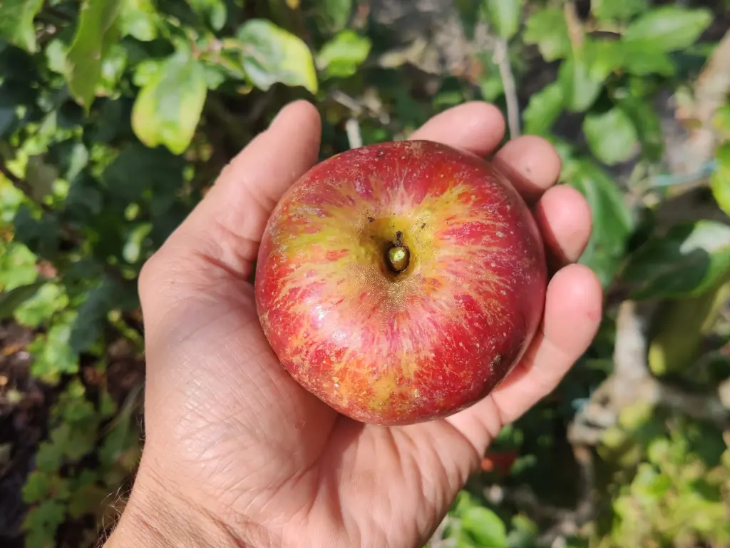 Malus domestica 'Jabbeekse Rode Cox' - Appel