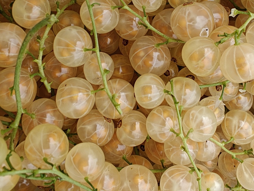 Ribes rubrum 'Zitavia' - White currant