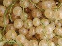 Ribes rubrum 'Zitavia' - Groseille blanche