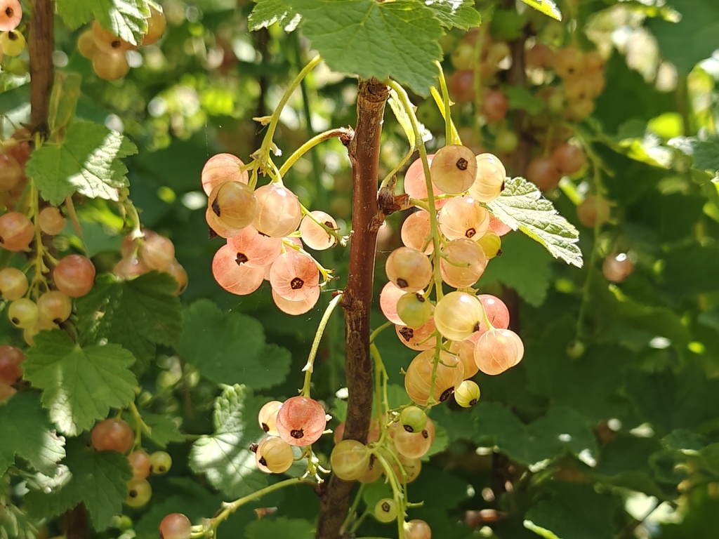 Ribes rubrum 'Gloire des Sablons' - pink currant