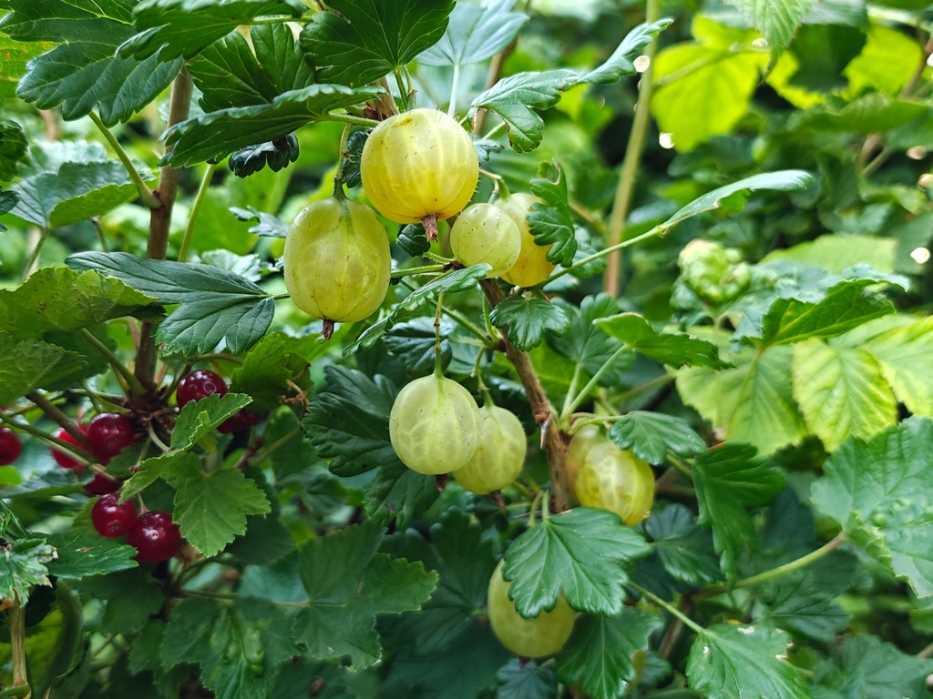 Ribes uva-crispa 'Invicta' - Groseillier à maquereau (jaune verdâtre)
