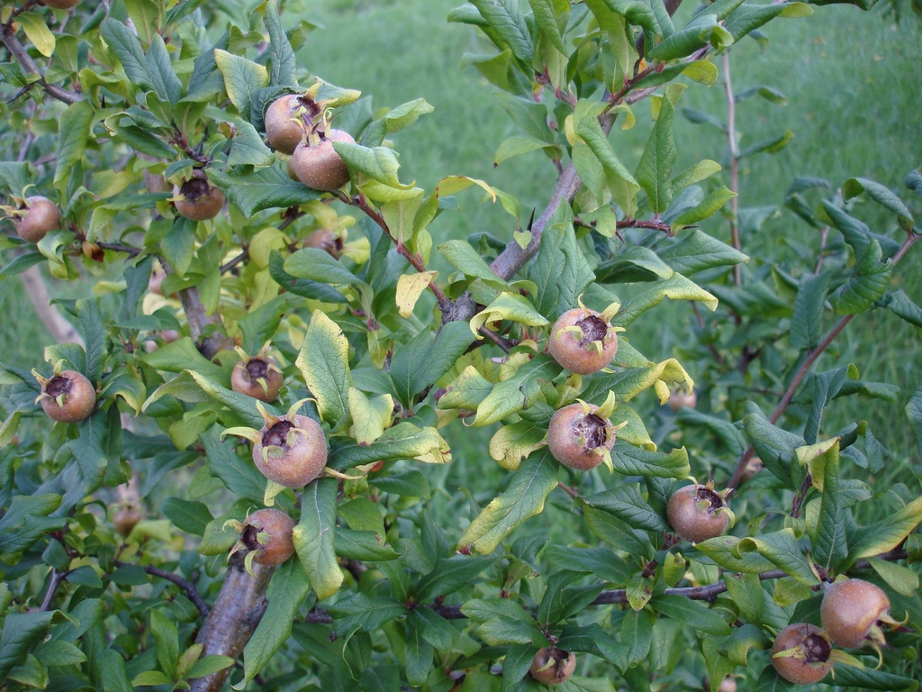 Mespilus germanica var. apyrena - Mispel