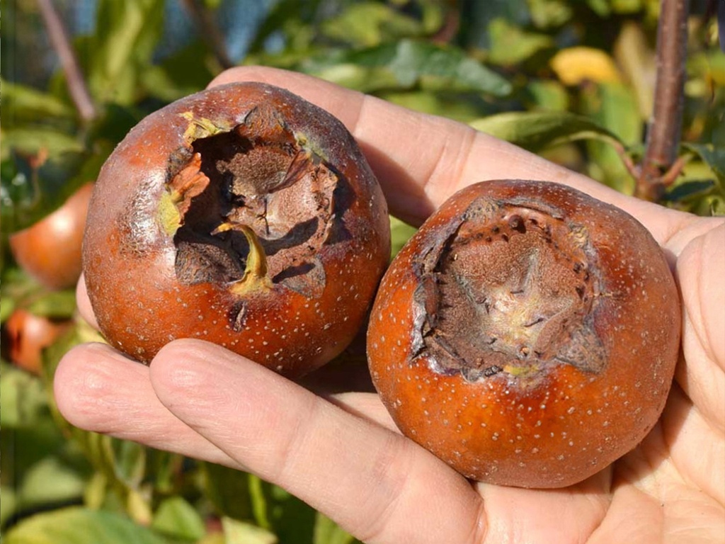Mespilus germanica 'Dutch Giant' - Medlar